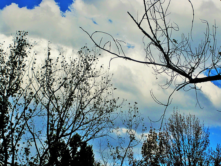 Голите дървета, дървета, клонове, листа, по-рядко, небе, облаците