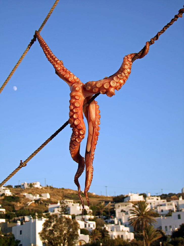 calamar, Octopus, pescado, Mykonos, Grecia, Cícladas, seco