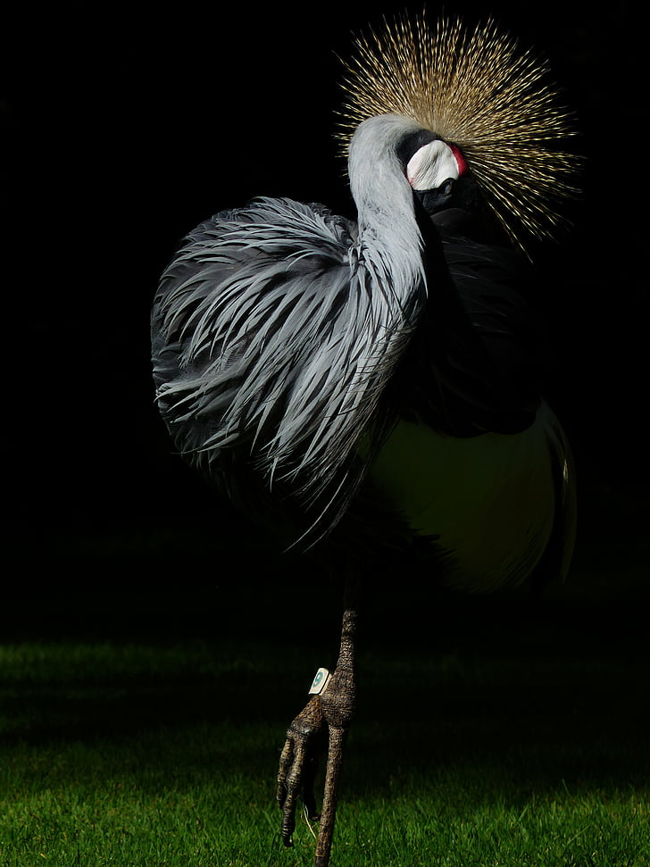 Crane, putns, gada pavasarī kronis, Dienvidāfrikas Republika pelēks vainagojušies crane, pelēks vainagots crane, balearica regulorum, pelēkas pelēks kakla vainagojušies crane