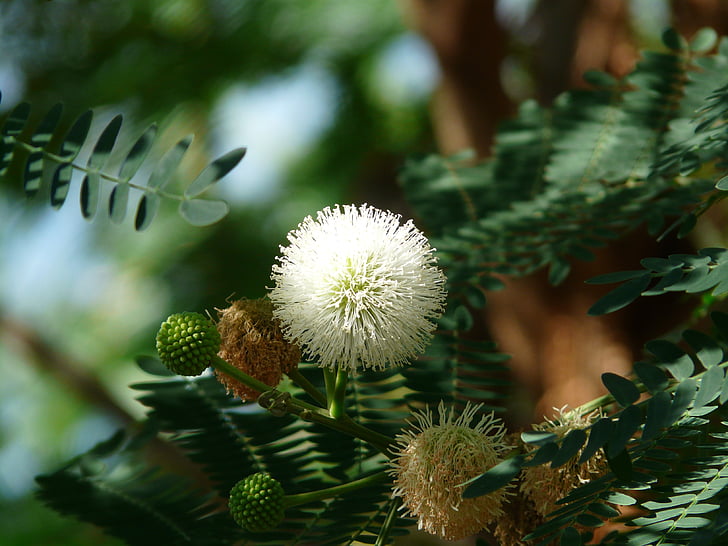 bunga akasia, Blossom, mekar, putih, bola, Akasia, Acacia karroo