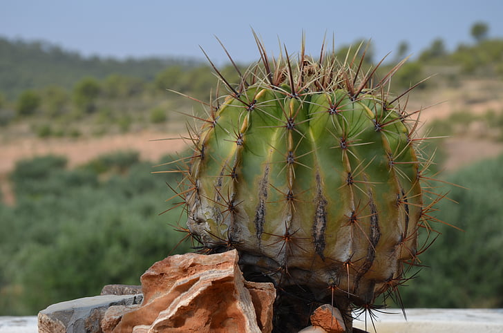 Cactus, kasvi, kenttä, piikkejä, Kukkaruukku, kuivilla