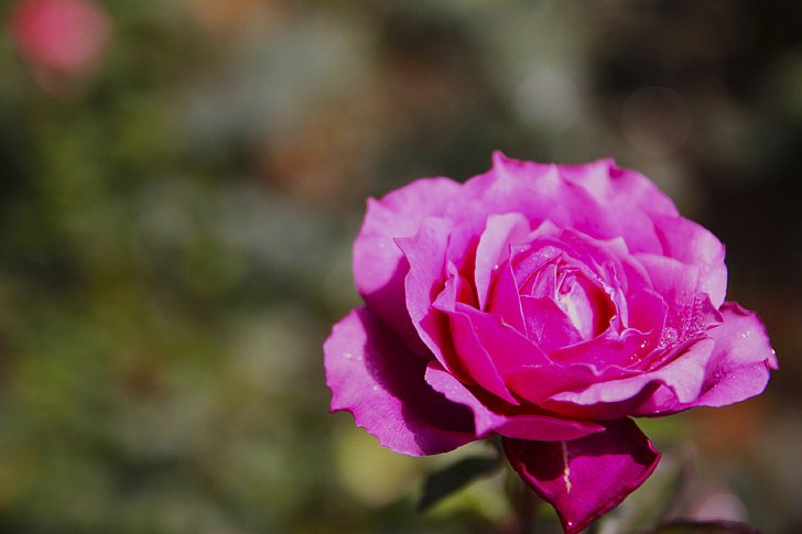 Роза, цветок, Блоссом, Цветочные, розовый