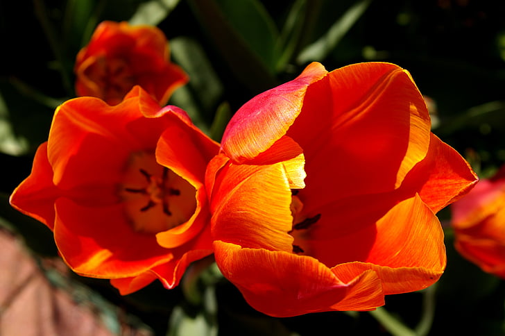 tulipani, crvena naranča tulipani, Crveni, narančasta, proljeće, cvijet, cvatu