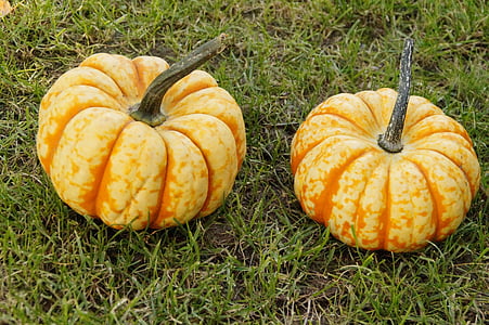 pumpkin, gourd, pumpkins, autumn, october, decoration, autumn motives