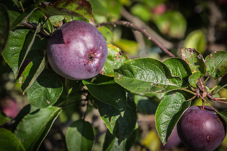 obuolių, vaisių, rudenį, obelis, vitaminai, sodo, maisto