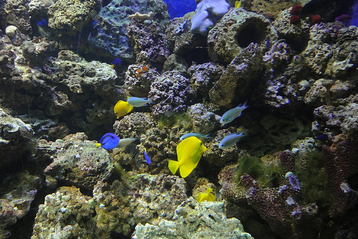 жовтий хірург, zebrasoma flavescens, екзотичних риб, жовтий, акваріум