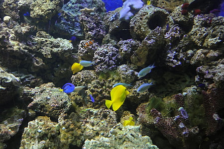 gul kirurg, Zebrasoma flavescens, eksotiske fisk, gul, akvarium