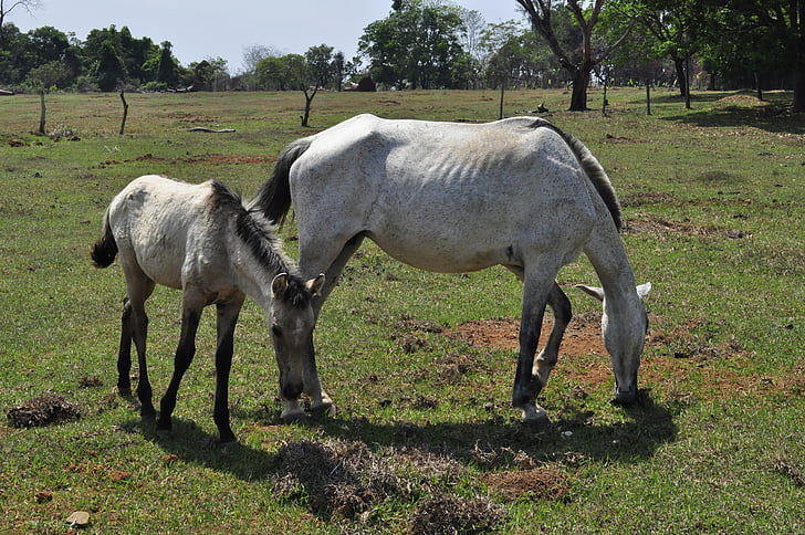 lovak, legelő, zöld, ló, Farm, állatok (Animalia), Cheval