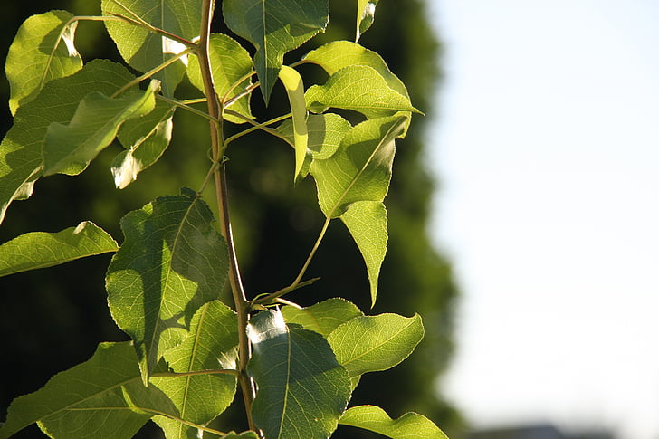слънчева светлина, листа, размазани дърво в гърба, макро фотография