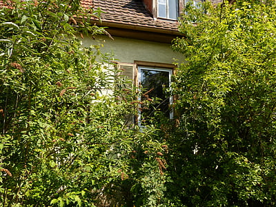 acasă, clădire, fereastra, plante, bântuie, copaci, Bush