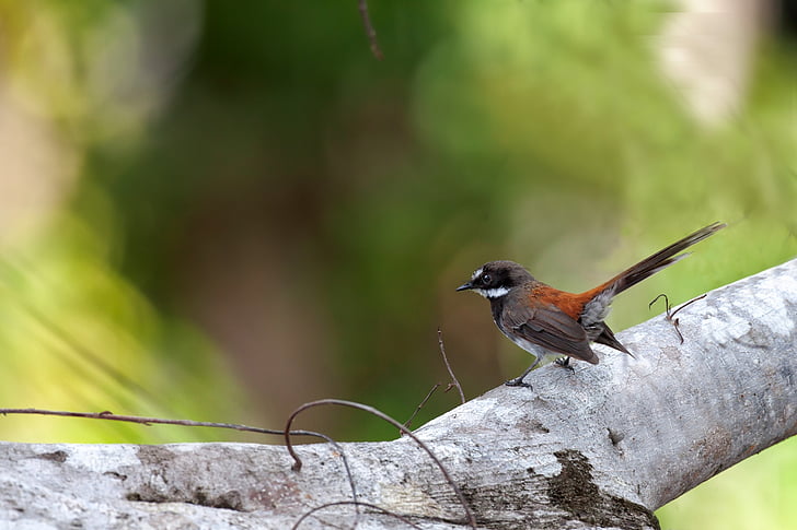 小さな鳥, 木の上に落ちて、, かわいい, rhipidura, 感謝祭のテキスト, widi 諸島, ハルマヘラ島