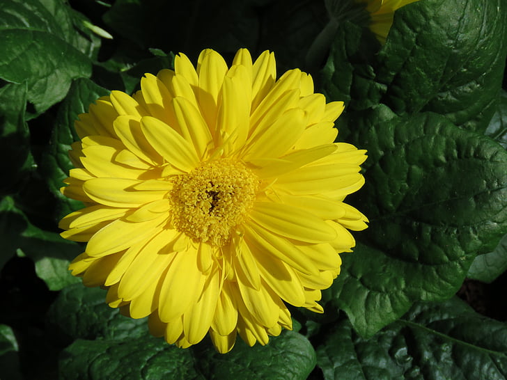 žlutá, květ, Detailní záběr, sedmikráska, jaro, léto, Bloom