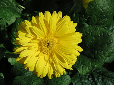 dzeltena, puķe, aizvērties, Deizija, Pavasaris, vasaras, Bloom