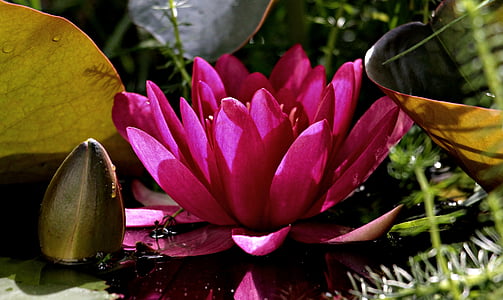 lirio de agua, Nuphar lutea, planta acuática, flor, floración, estanque, naturaleza