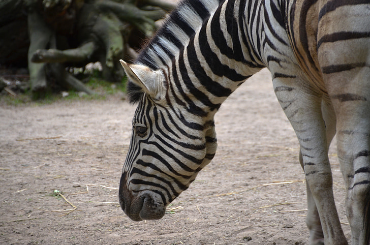 Zebra, Tier, gestreift