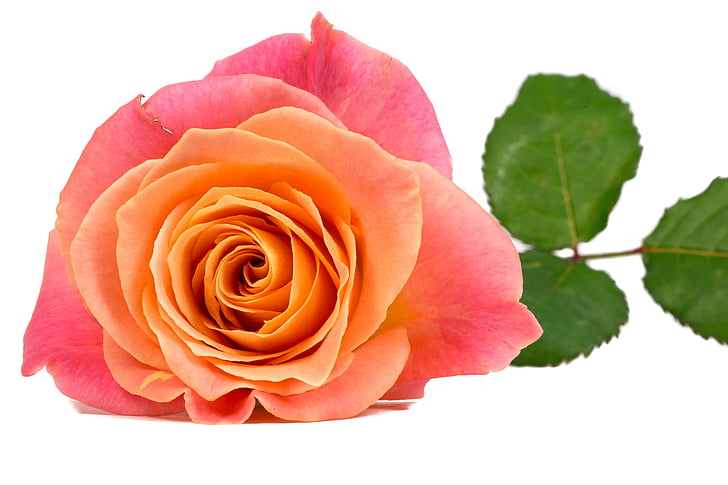 virág, Rózsa, narancs, rózsaszín, Pink rose, Bloom, virágok