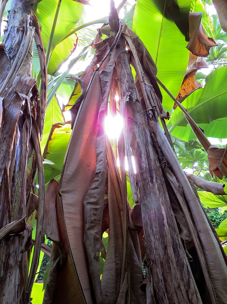 banan busk, banan palm, treet, lys, lichtspiel, humør