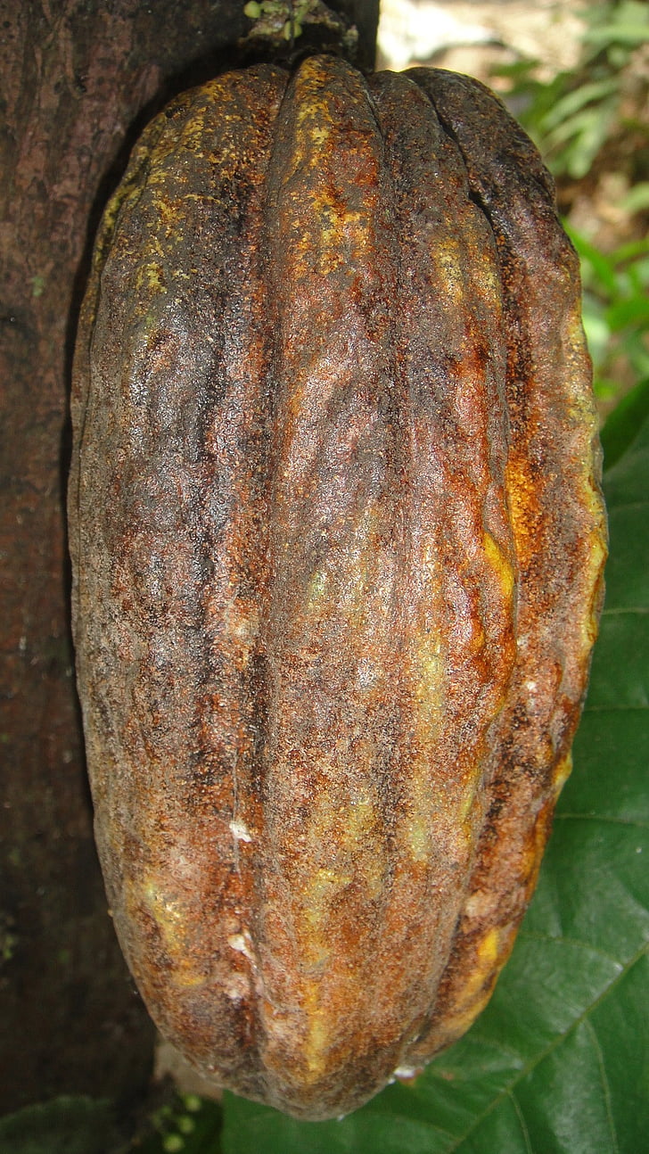 frutto del cacao, cacao, ingrediente, fagiolo, cioccolato, frutta, piante