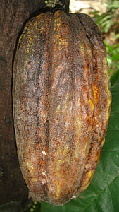 Cacao vrucht, cacao, ingrediënt, Boon, chocolade, fruit, planten
