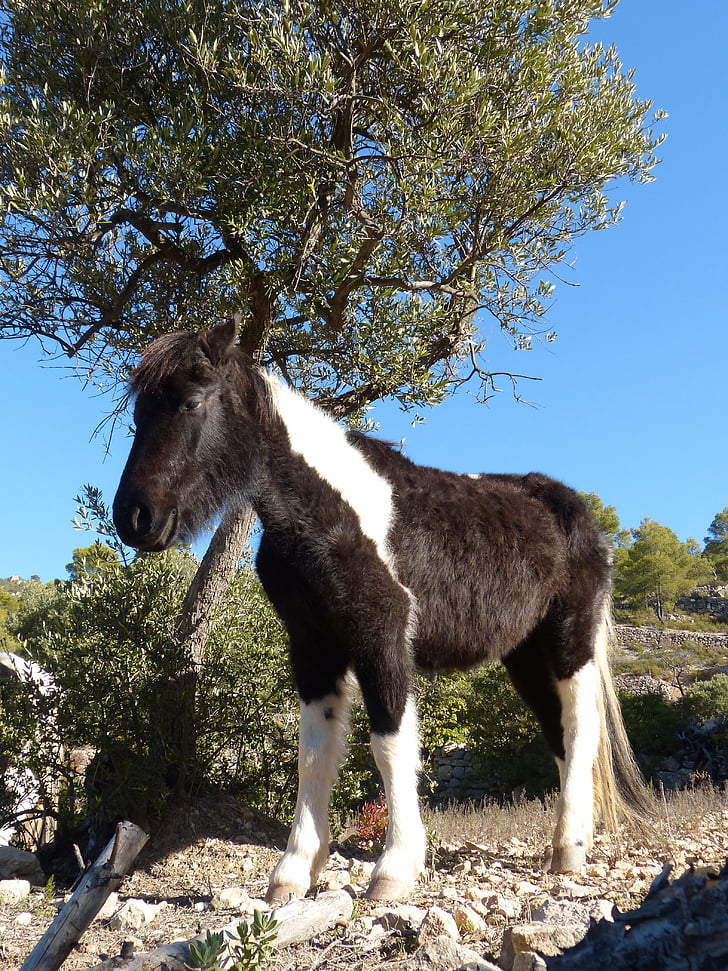 caballo, Colt, Montsant, Parque natural de Montsant, naturaleza