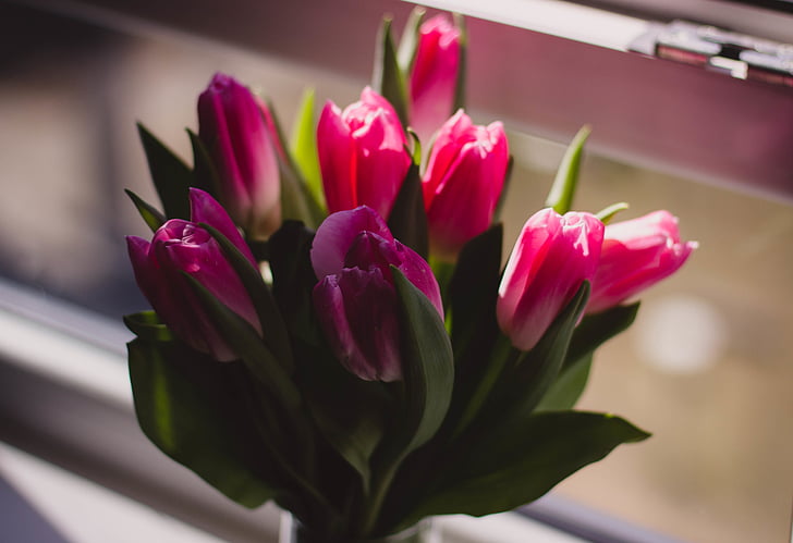 pink, roses, tulip, petal, flower, plant, vase