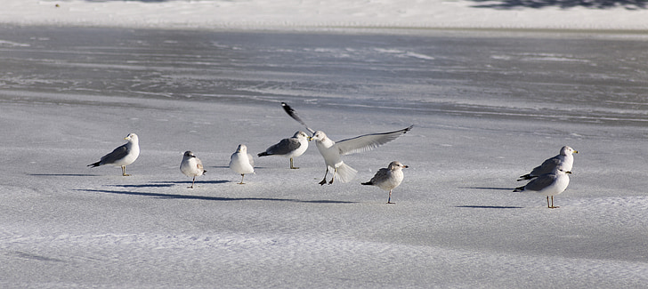 Sea gull, Racek, Já?, pták, volně žijící zvířata, pobřeží, Příroda