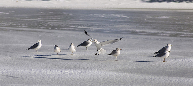 sea gull, gull, sea, bird, wildlife, coast, nature