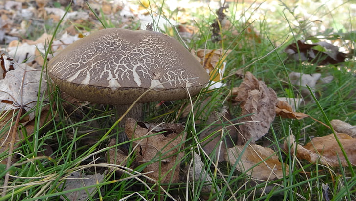 houby, podzim, Příroda, louka, lesní houby, Les, houby