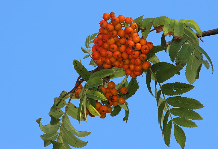 Rowan, Sorbier, automne, fruits, nature, feuille, Direction générale de la