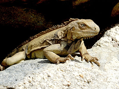 iguana, caribbean, reptile, scale, lizard, head, claw