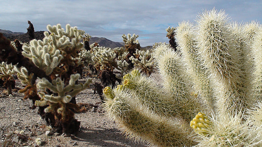 ós cactus, cactus, eriçat, espines, Nevada, desert de, Vall de la mort