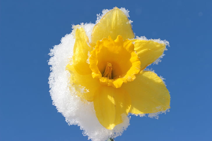 Narcís, flor, flor, Daffodil, primavera, groc, planta