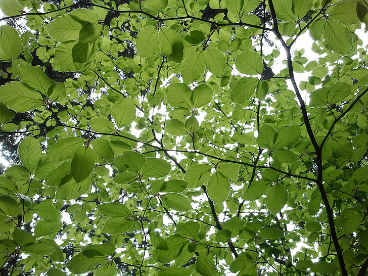 οξιά, φύλλα, δέντρο, πράσινο, άνοιξη