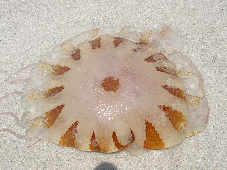 jellyfish, brown, nature