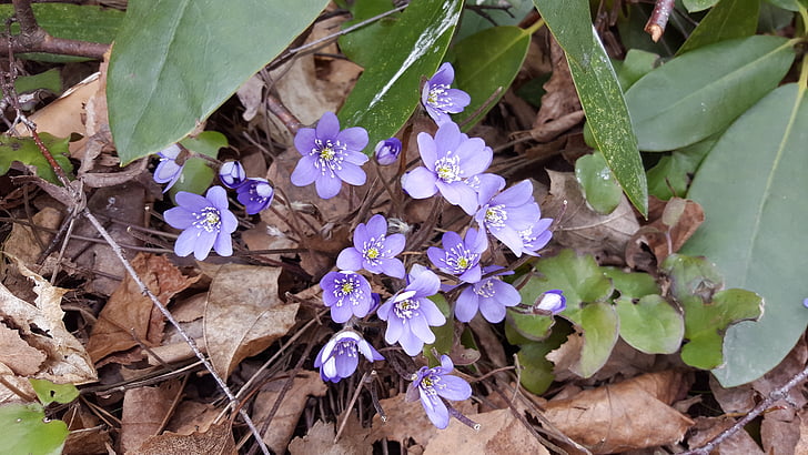 Hepatica, Primavera, pennywort, flor de primavera, flor azul, natureza, planta