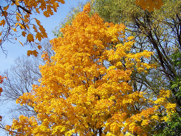 autumn, fall, maple, tree, leaves, yellow