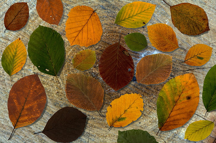 daun, Beech, latar belakang buku daun, kayu, komposisi, daun kering, dedaunan jatuh