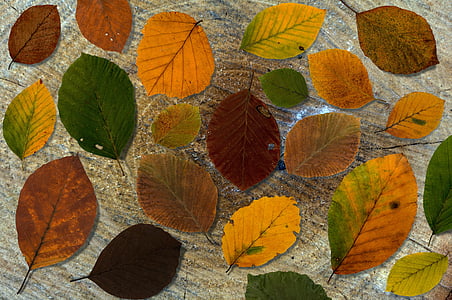 葉, ブナ, 背景本葉, 木材, 組成, 乾燥葉, 秋の紅葉