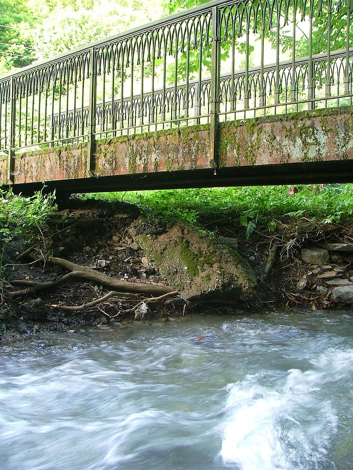 stream, bridge, limit, forest, water, nature, critter