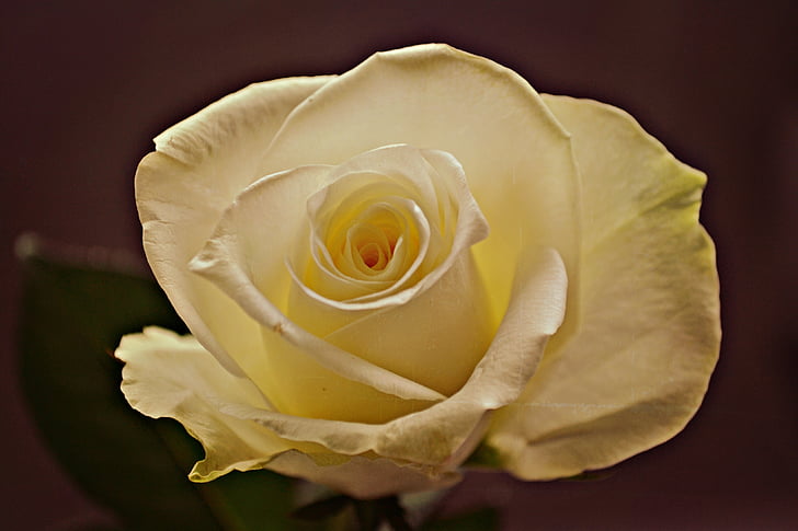 λουλούδι, τριαντάφυλλο, φύση, λευκό τριαντάφυλλο, φυτό, λουλούδια, μακροεντολή