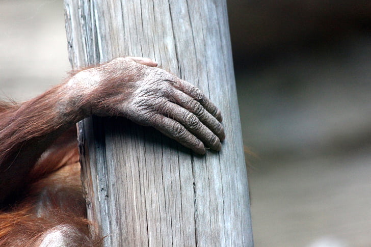 orangután, mano, cepillo, animal, Parque zoológico, barra de equilibrio, tronco