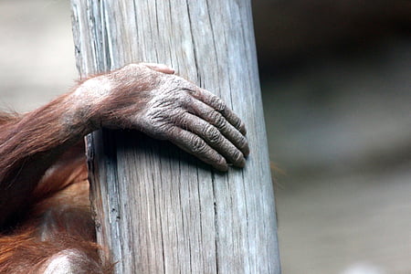 Orangutan de, mà, raspall, animal, zoològic, barres asimètriques, tronc