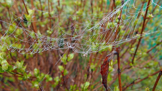 spindelnät, spindel, makro, Arachnid, nätverk, spider's web, Rosa
