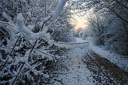 neve, caminho, Aurora, manhã, mercado