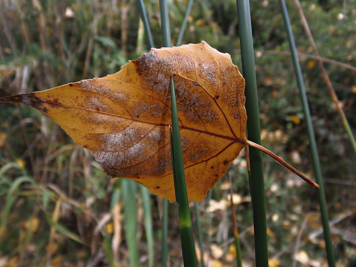 Leaf, rudens, vilkābele, bilance, saulriets, krāsas, sausu lapu