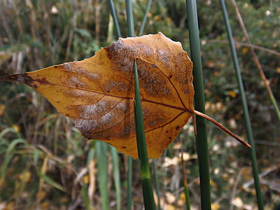 Leaf, hösten, hagtorn, balans, solnedgång, färger, torra blad