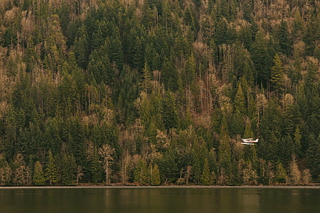 sea plane, lake, forest, waterplane, aeroboat, flying boat, trees