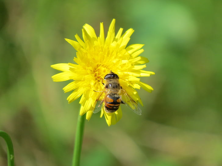 hover fly, flower, insect, yellow, mist bee