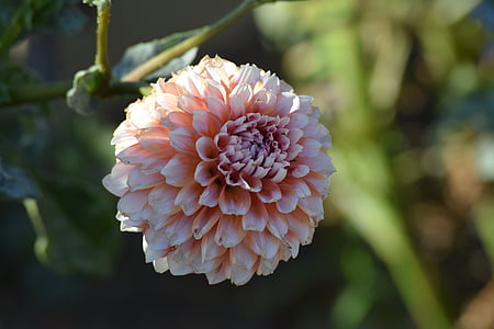 Dahlia, kukka, Blossom, vaaleanpunainen, Puutarha