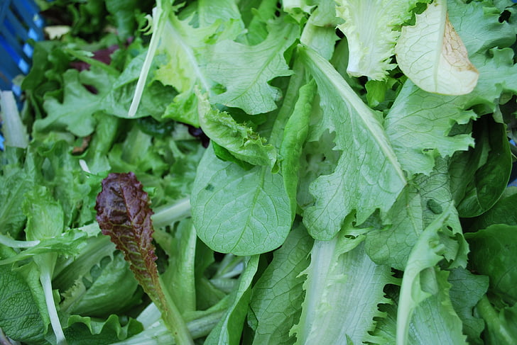 màu xanh lá cây, Salad, tươi, khỏe mạnh, chế độ ăn uống, thực vật, thực phẩm